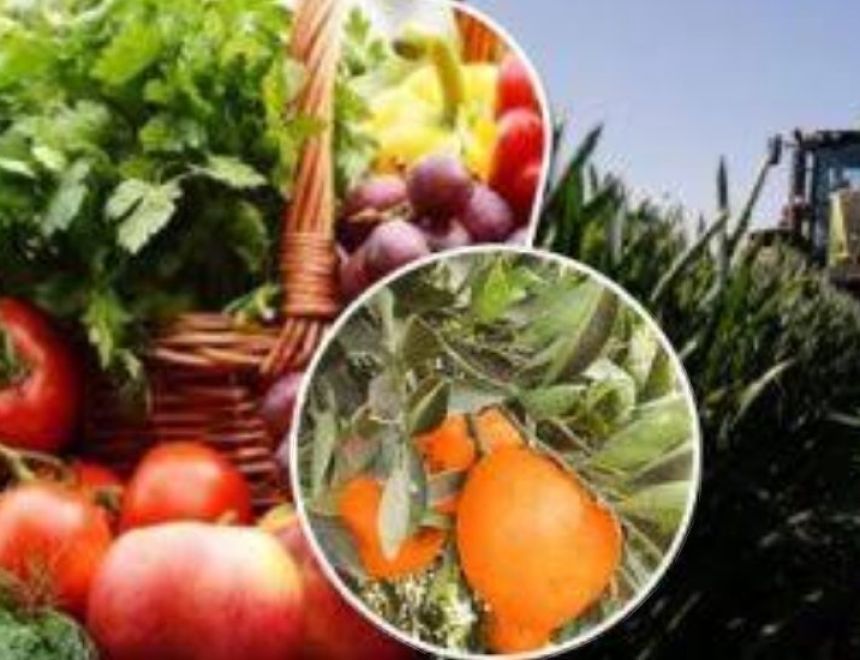 وزير الزراعة يعلن 8.2 مليون طن إجمالي صادرات مصر الزراعية حتى الآن