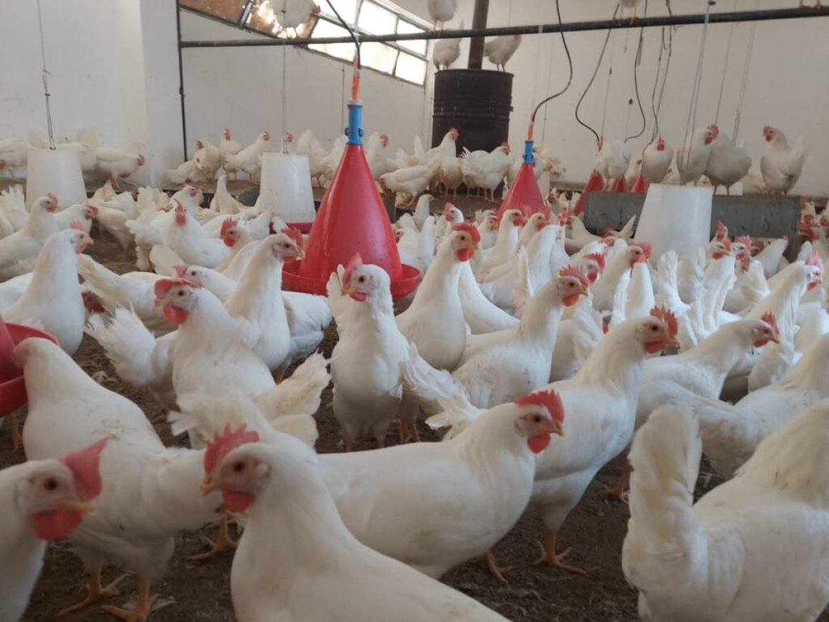 أسعار الدواجن اليوم الخميس 30-3-2023