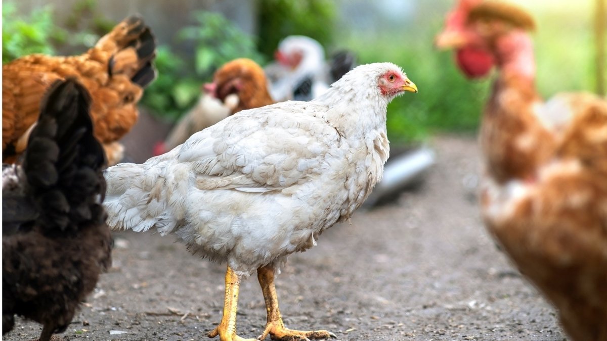 أسعار الدواجن اليوم الثلاثاء 4-4-2023