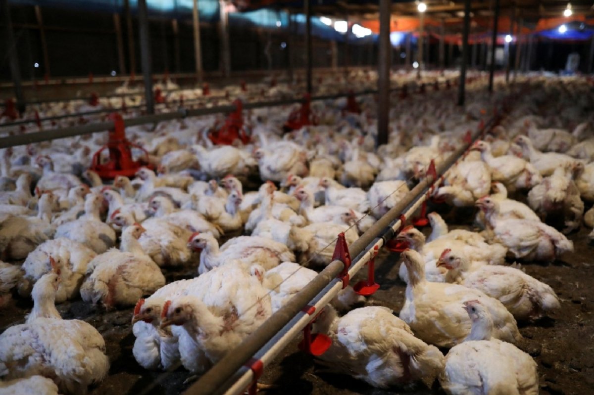 أسعار الدواجن اليوم الأحد 9-4-2023