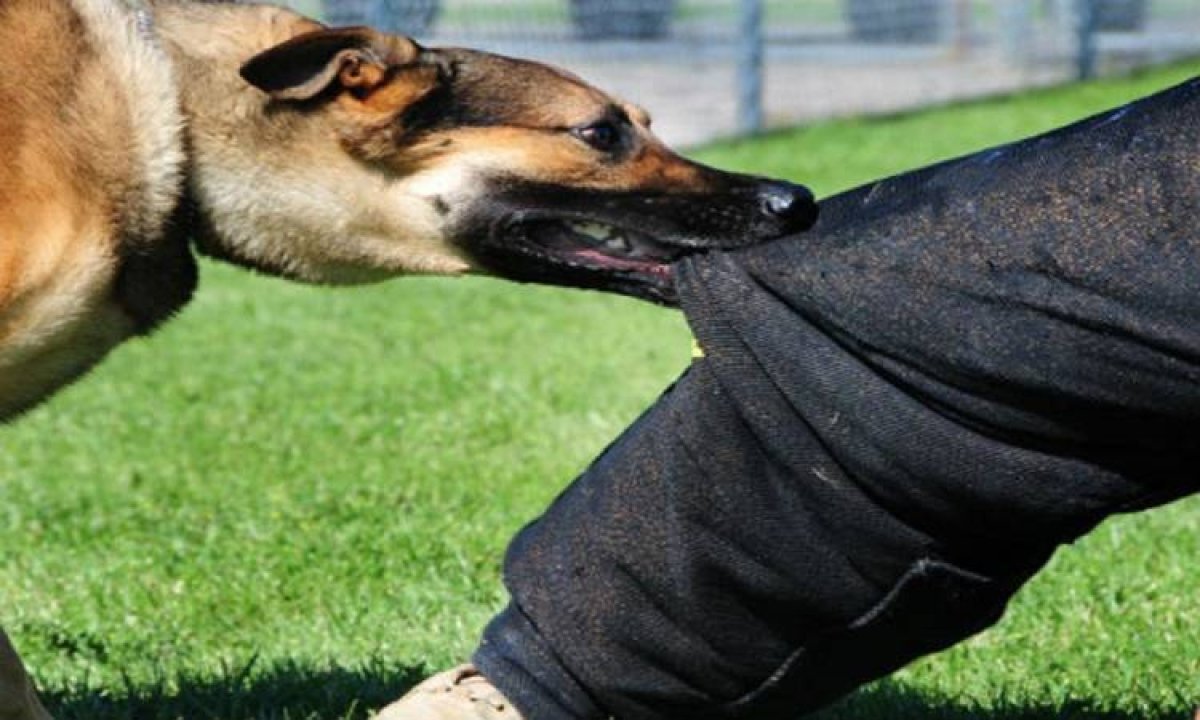 واقعة أميرة شنب تعود من جديد.. كلب يعقر محاسب وشقيقه  بالجيزة