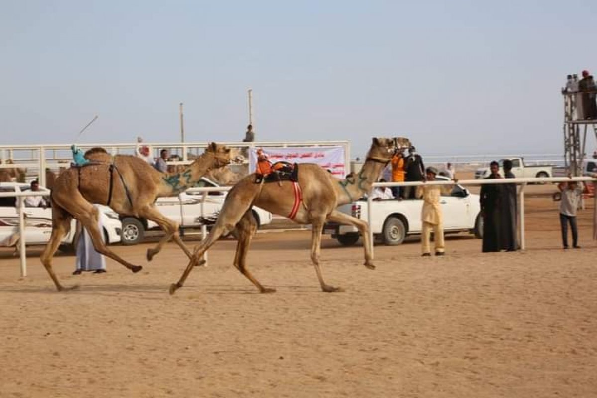 تزامناً مع إحتفالات أكتوبر... وزير الرياضة ومحافظ جنوب سيناء يفتتحا مهرجان شرم الشيخ لسباقات الهجن