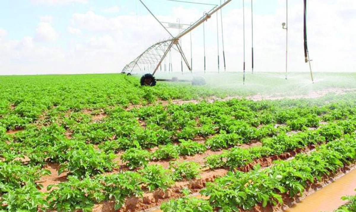 الاكتفاء الذاتي من المحاصيل..  تعرف على إنجازات الدولة خلال 10 سنوات في مجال الأمن الغذائي.. فيديو