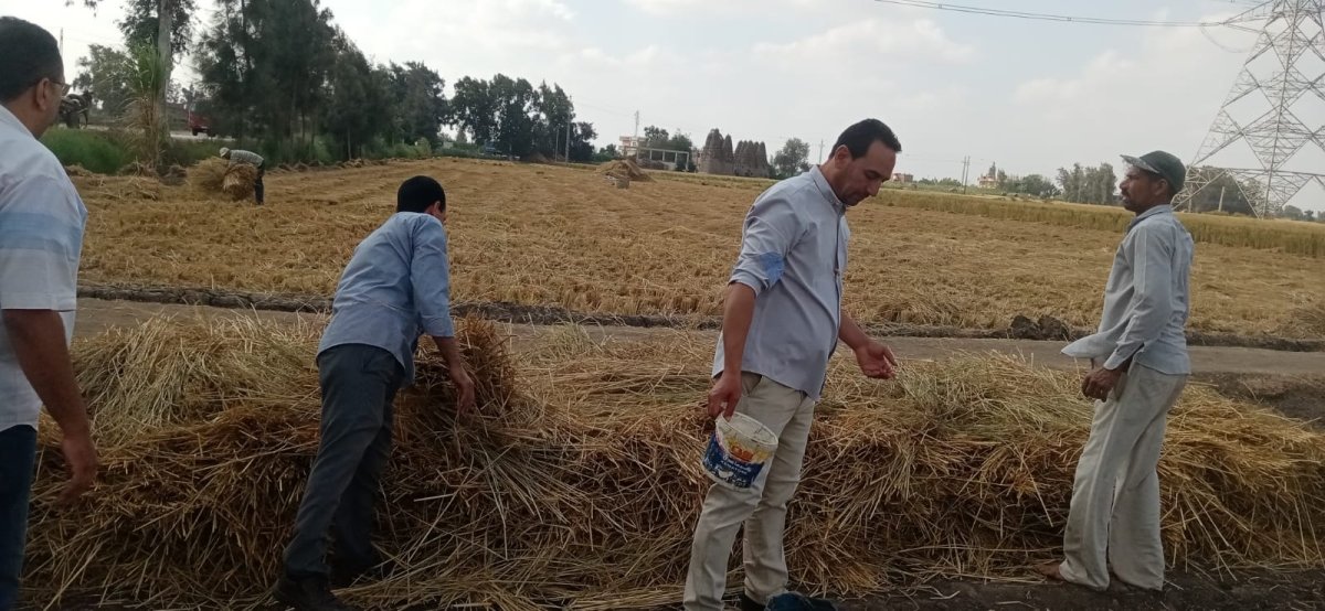 الزراعة: منظومة تدوير قش الأرز نجحت في جمع مليون و703 ألف طن