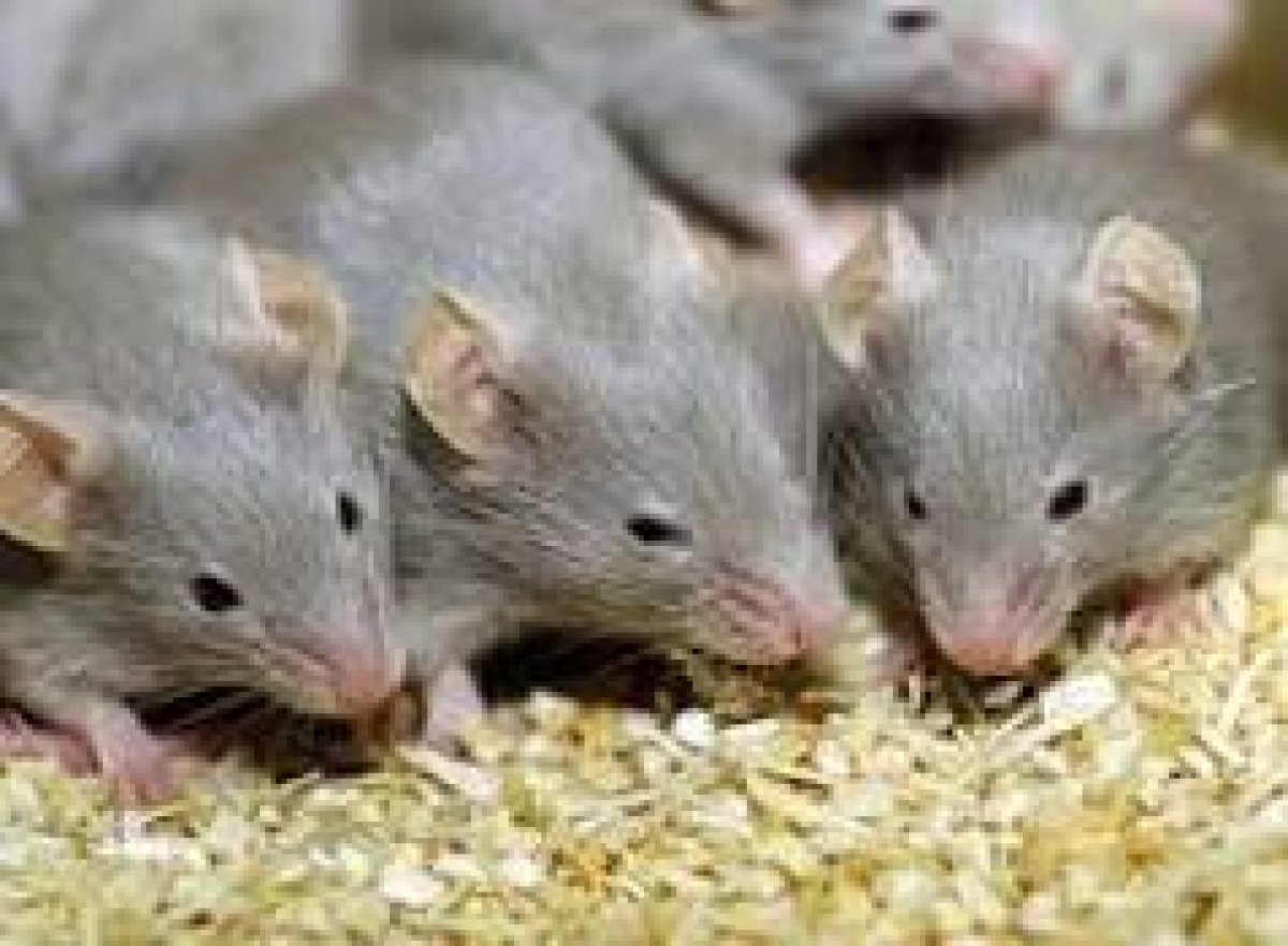 الصين تصدر فيروس جديد للعالم "هانتا" تعرف على طرق الوقايه والعدوى