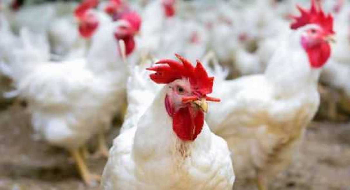 استقرار أسعار الدواجن والكيلو يبدأ من 25جنيه للمستهلك