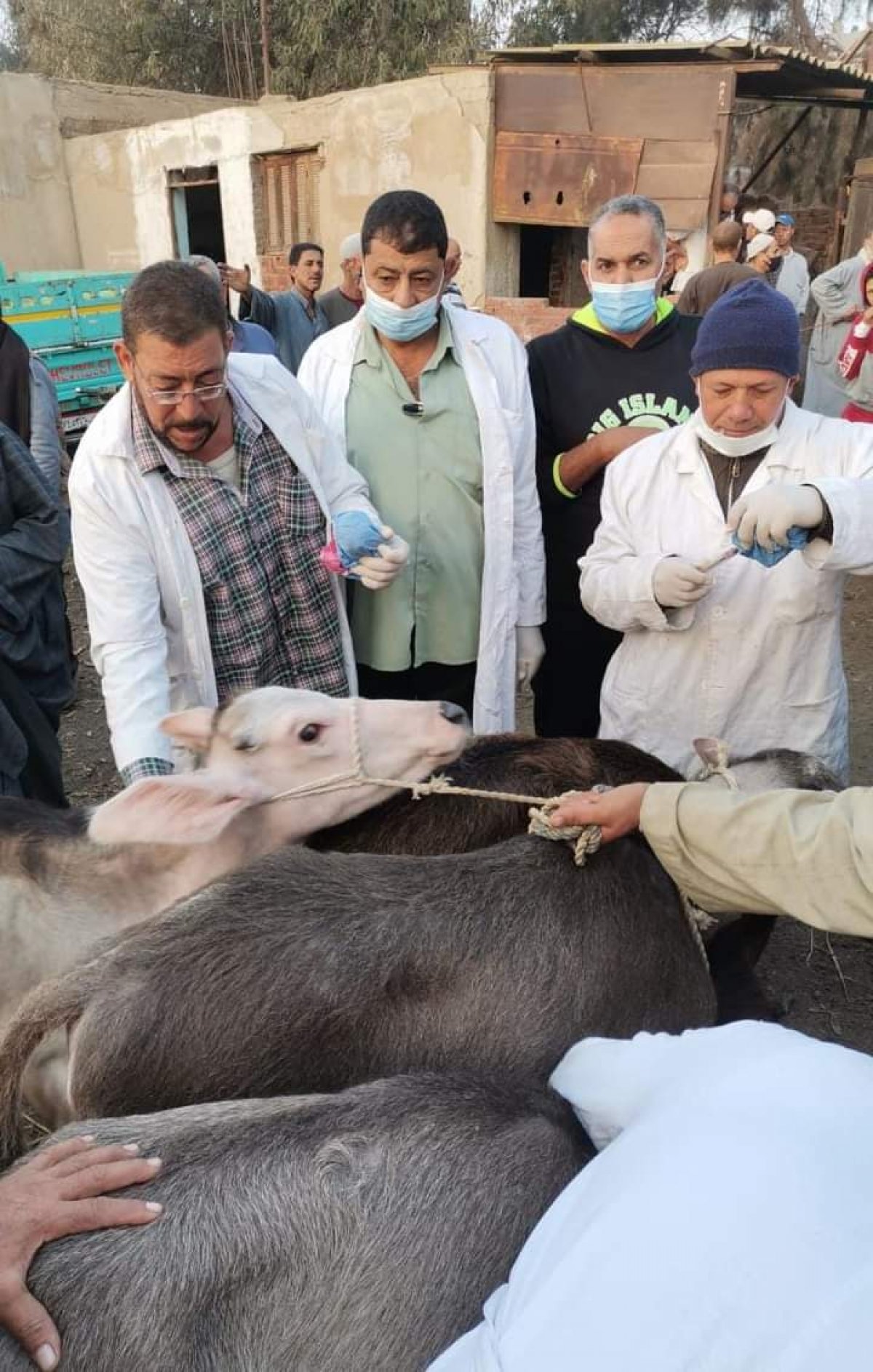 الزراعة" تشن حملات مكبرة على أسواق المواشي بالمحافظات للتأكد من صحة وسلامة الحيوانات 