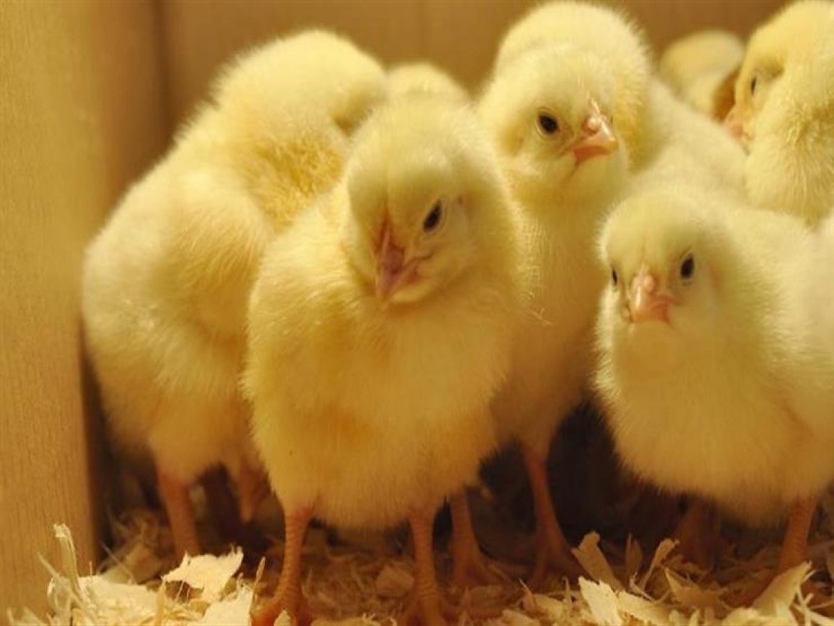 موافقة الامارات على استيراد الكتاكيت وبيض التفريخ وبيض المائدة من مصر