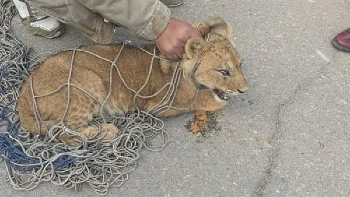 مصير أسد التجمع  بعد تحفظ الأجهزة الأمنية عليه