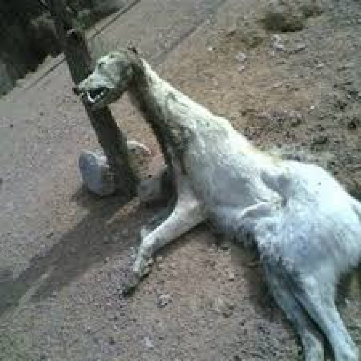 بعد عقرها العديد من الأطفال.. أمن قنا يقضي على السلعوة     