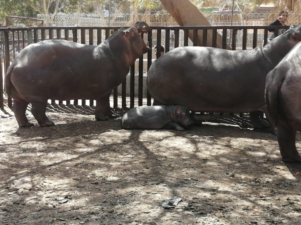 عيد الفطر  2024.. حدائق الأسماك والحيوان في المحافظات تستعد لاستقبال المواطنين٠٠ صور