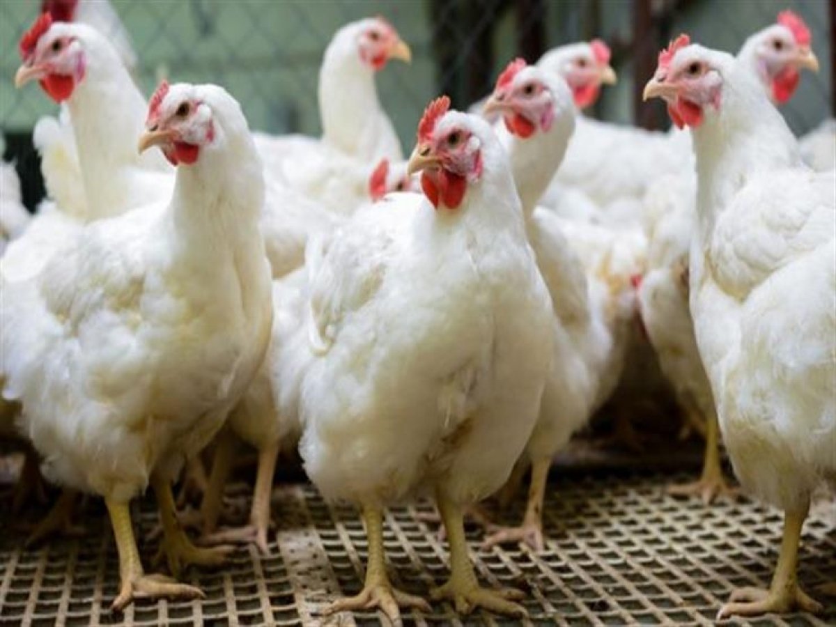 الحكومة تكشف حقيقة تداول أعلاف ولقاحات بيطرية فاسدة  مما تسبب في نفوق أعداد كبيرة من الدواجن