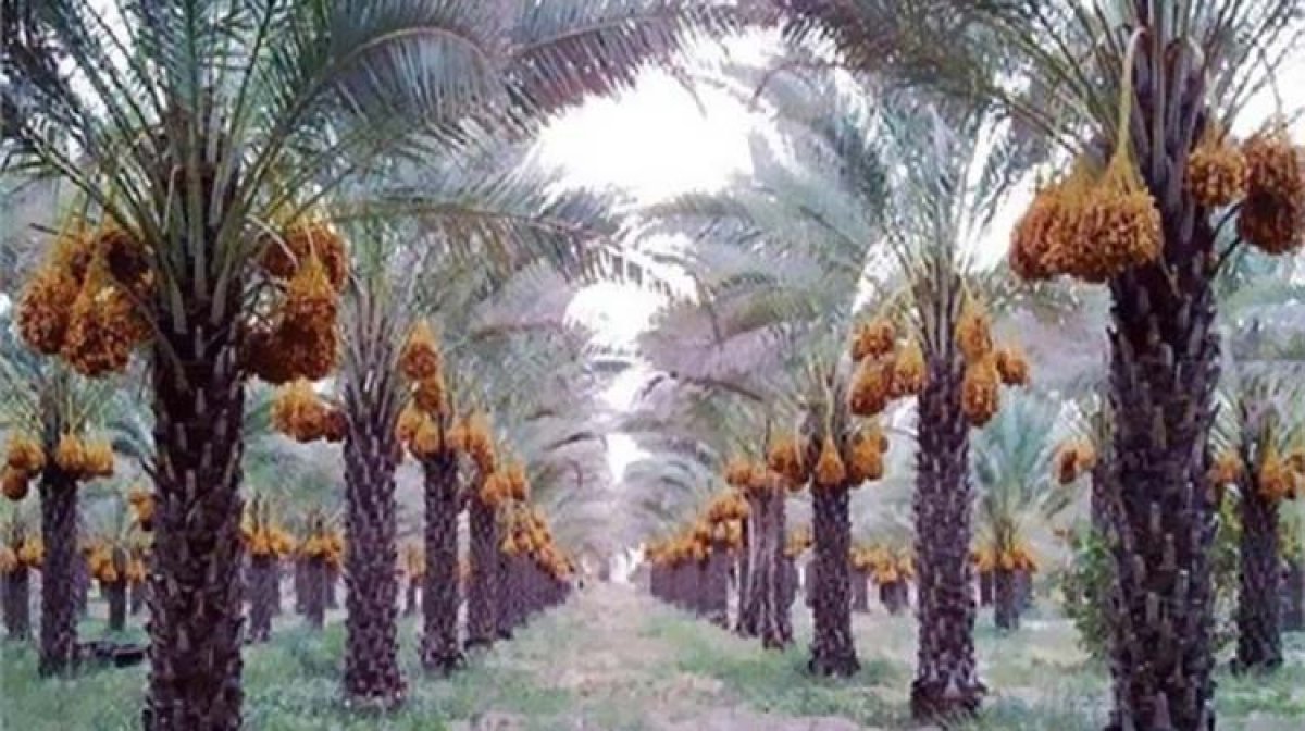 الحكومة تحسم الجدل حول دخول شحنة فسائل نخيل مستوردة غير مطابقة للمواصفات إلى البلاد