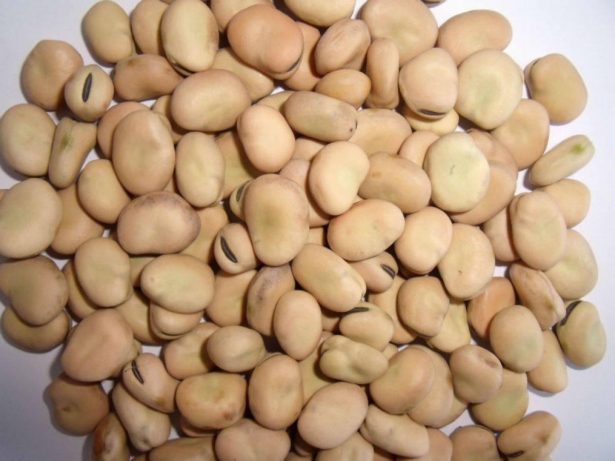 وزيرة التجارة والصناعة توقف تصدير الفول بكافة انواعه لمدة ٣ أشهر