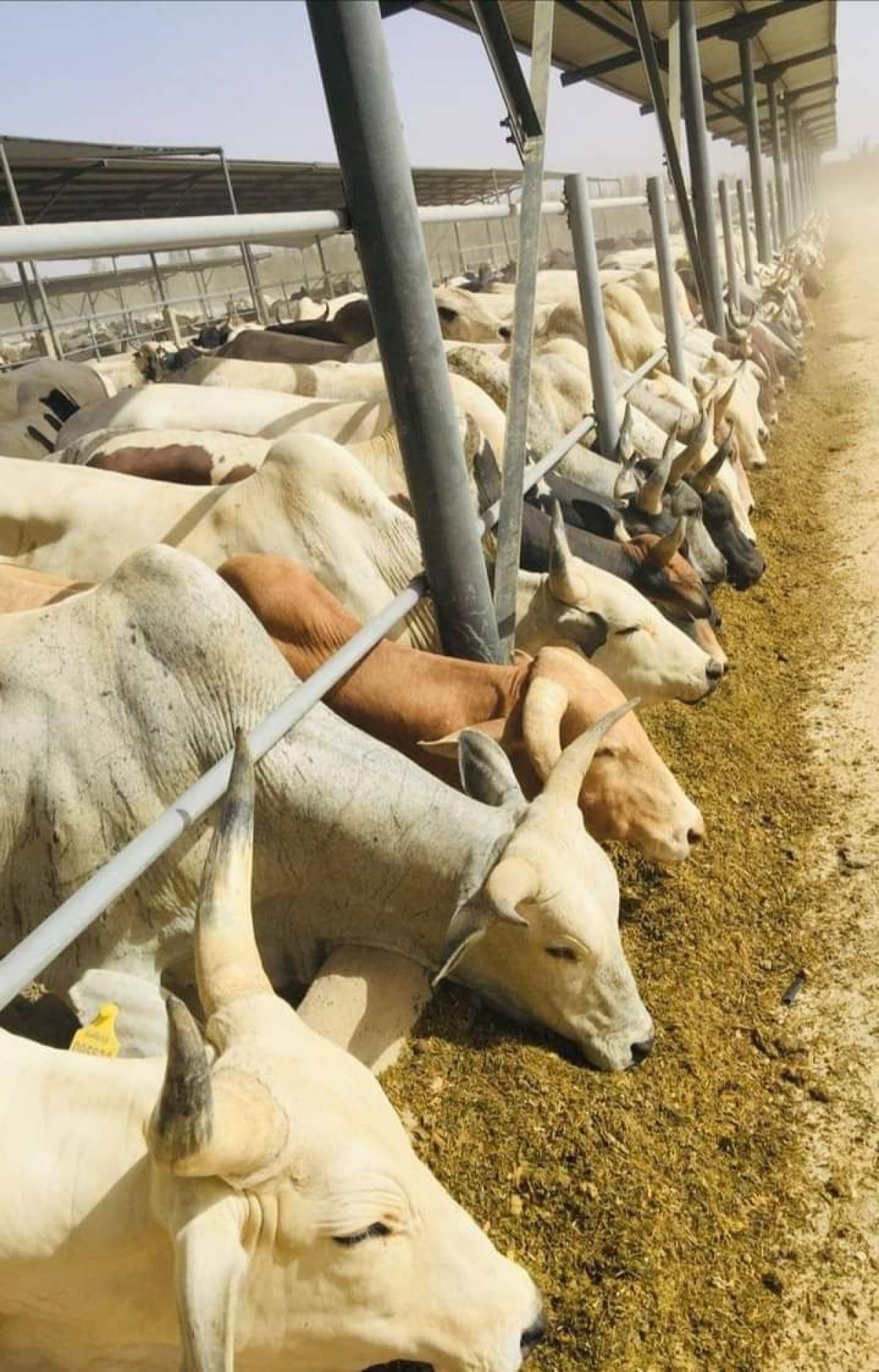 بطاقة 45 رأس في الساعة.. تشغيل أكبر مجز آلي في مصر بتوشكى خلال 2020