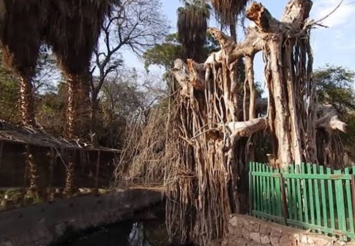  الزراعة توضح حقيقة قطع الأشجار بحديقة الحيوان