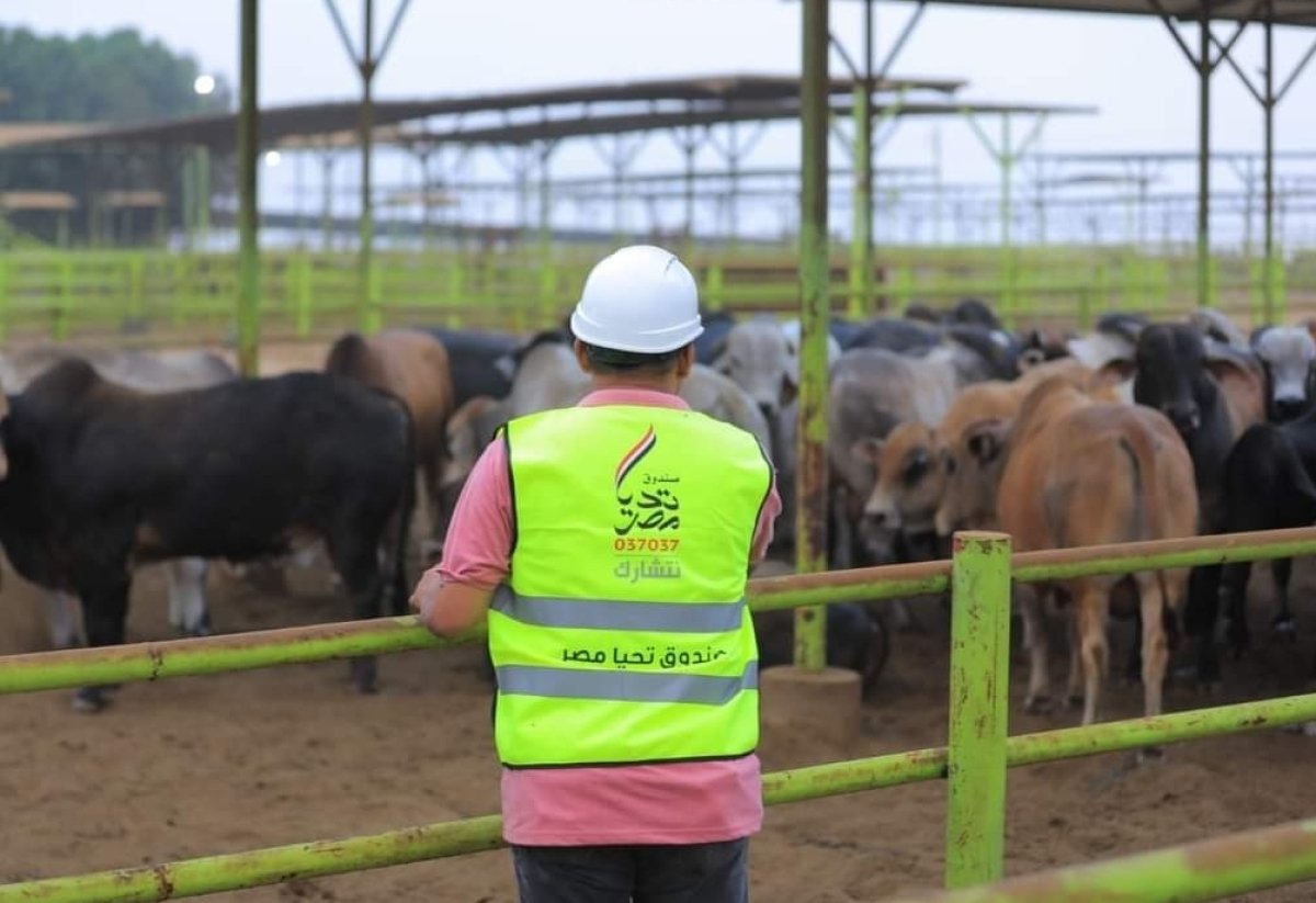 《تحيا مصر》يطلق مبادرة 《أضاحي》لتوزيع اللحوم على الأسر الأولى بالرعاية 