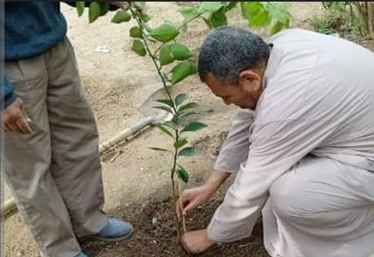 الزراعة: توريد ١.٣ مليون شجرة ل ٧ محافظات.. و٦ ملايين شجرة بالمرحلة الثانية