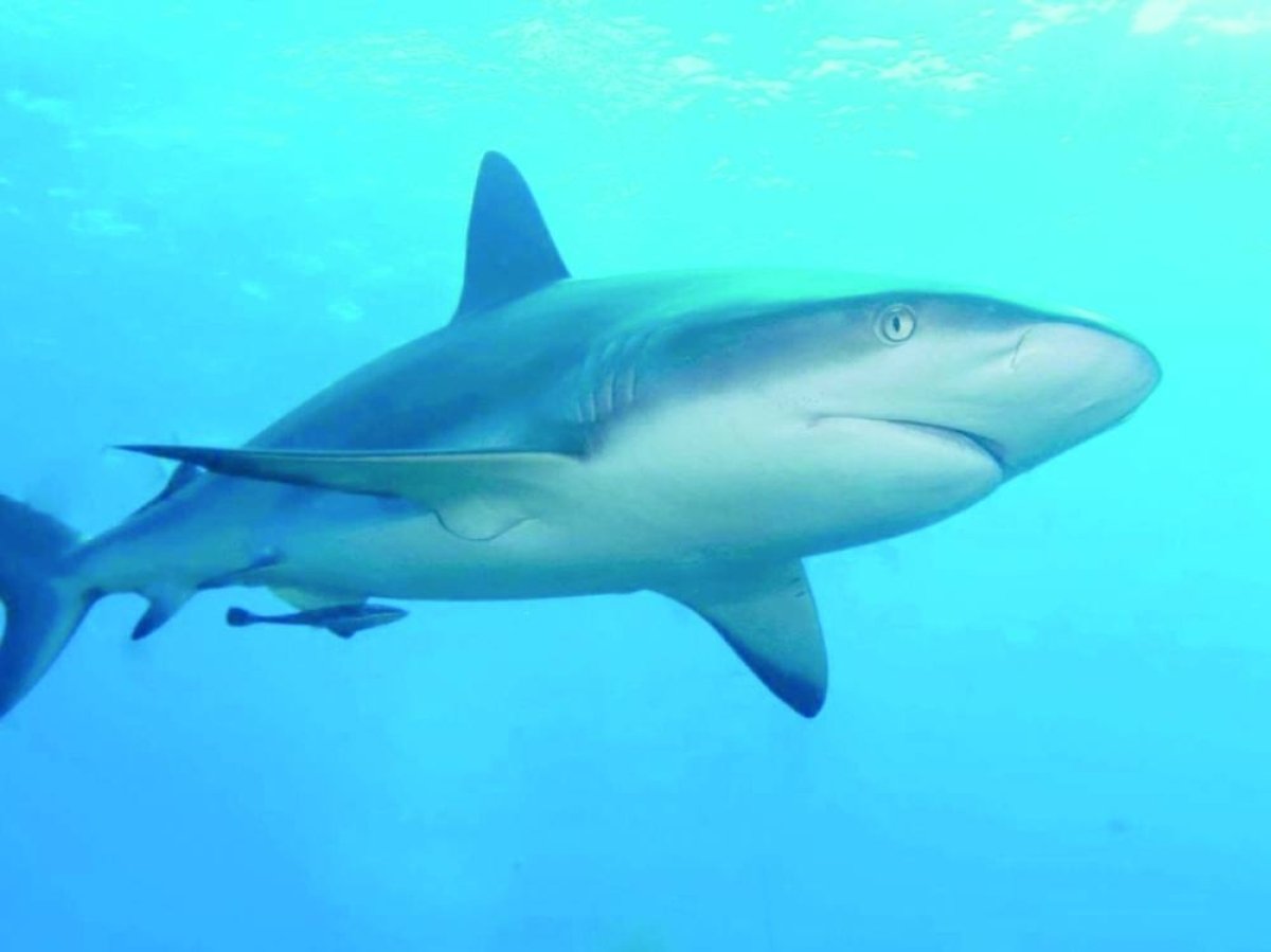دراسة جديدة تسجل أول دليل على أن أسماك القرش تحدث أصواتا
