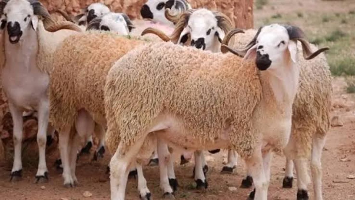 تبدأ من 7 آلاف جنيها.. الأوقاف تطلق حملة صكوك الأضاحي لعام ١٤٤٦هـ / ٢٠٢٥م