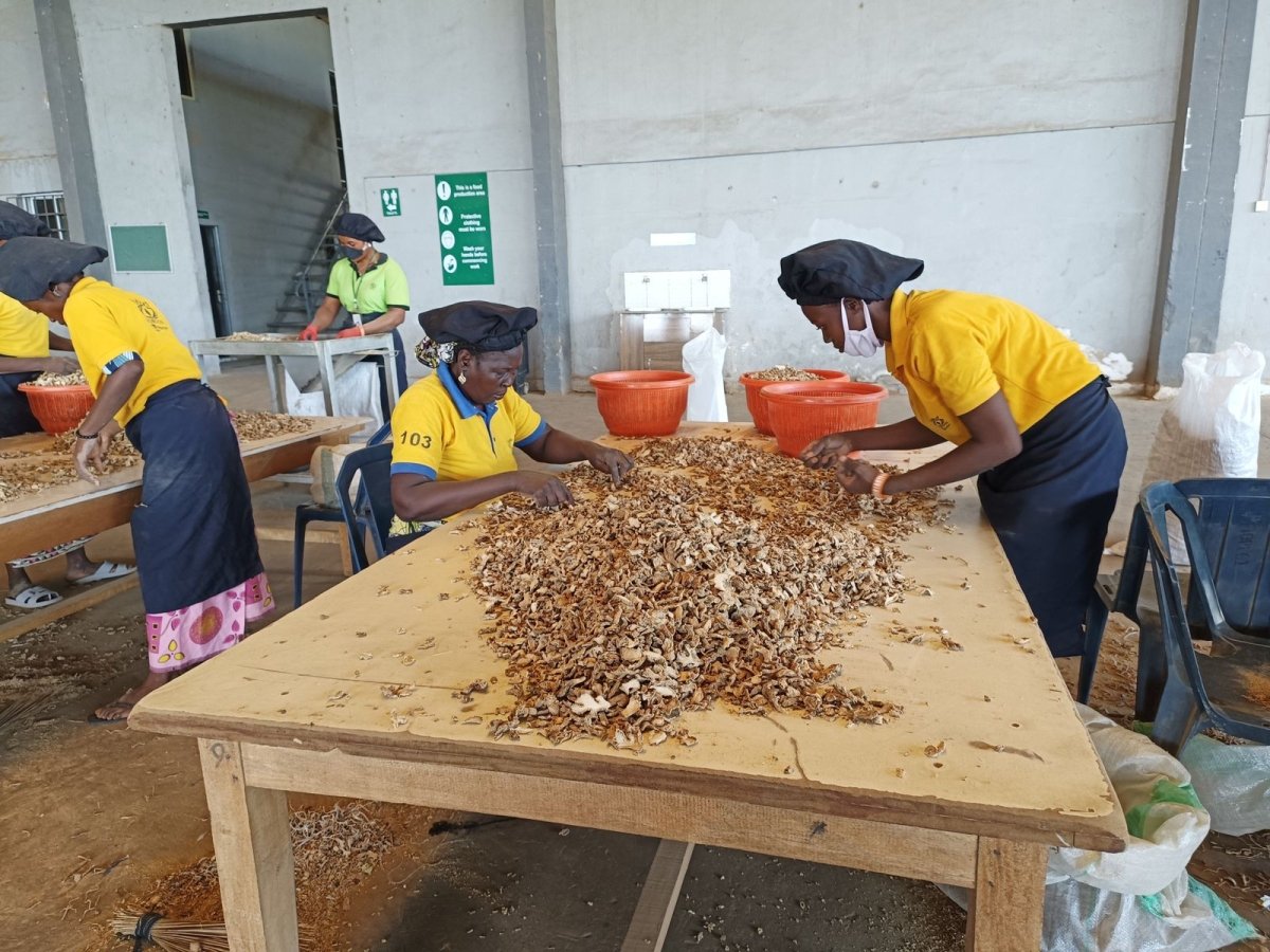 صندوق دعم سلاسل التوريد العالمية التابع لشركة آفيشكار كابيتال يقدم قرضًا بقيمة 5 ملايين دولار لمجموعة هورايزون أفريقيا، لتمكينها من توسيع عملياتها التشغيلية