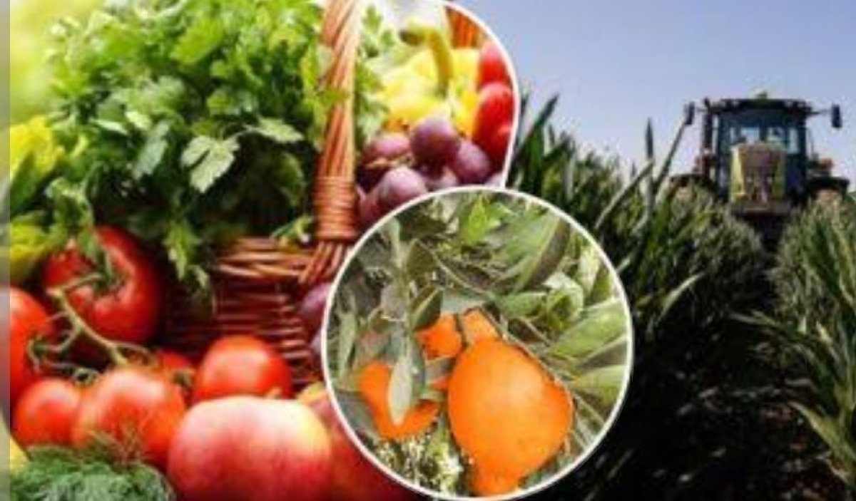 وزير الزراعة يعلن 8.2 مليون طن إجمالي صادرات مصر الزراعية حتى الآن