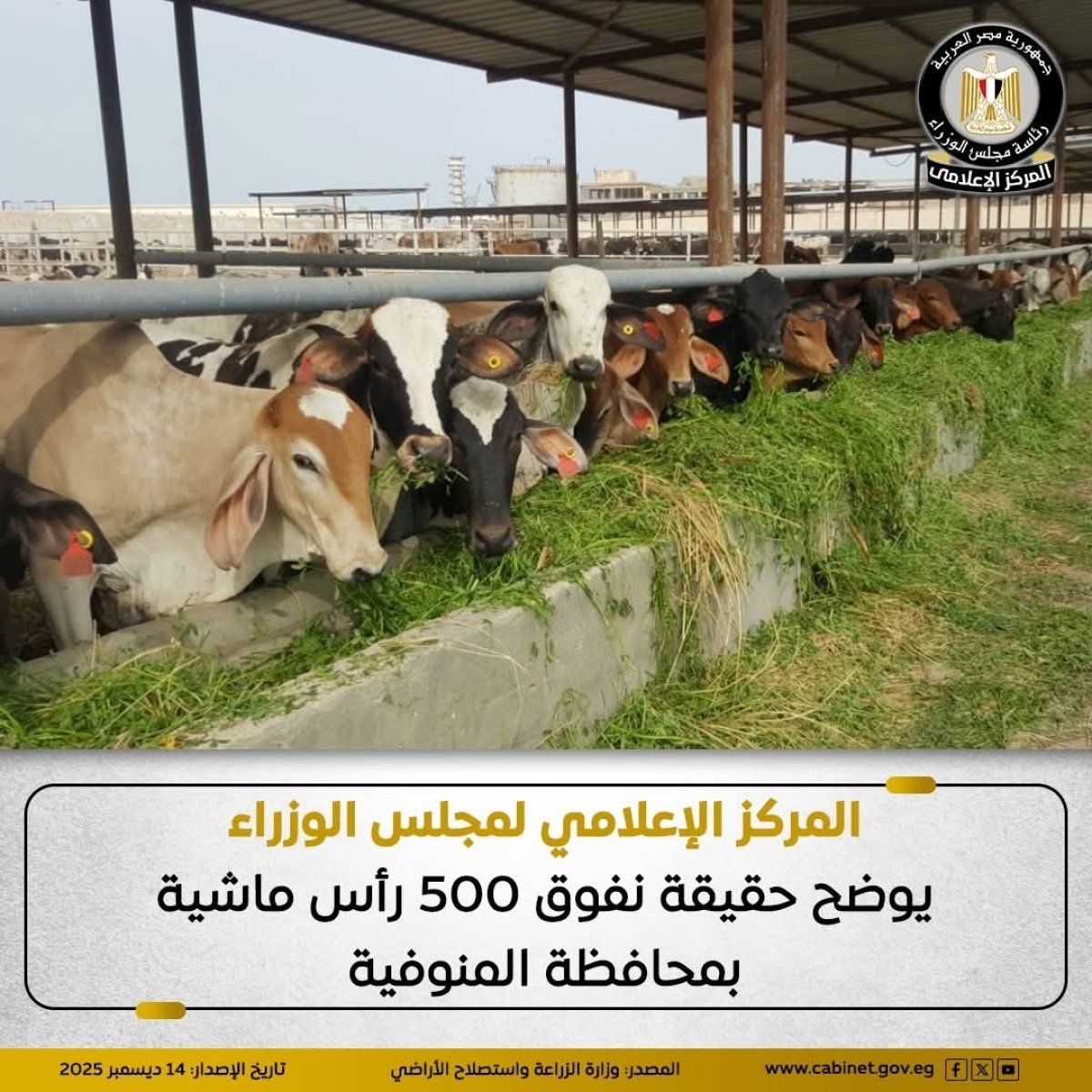 المركز الإعلامي لمجلس الوزراء يوضح حقيقة نفوق 500 رأس ماشية بمحافظة المنوفية
