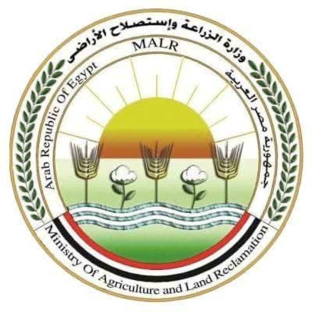 "الزراعة" تعلن قفزة في توريد القمح المحلي: الوصول إلى أكثر من 3.2 مليون طن حتى الآن بنسبة 64% من المستهدف
