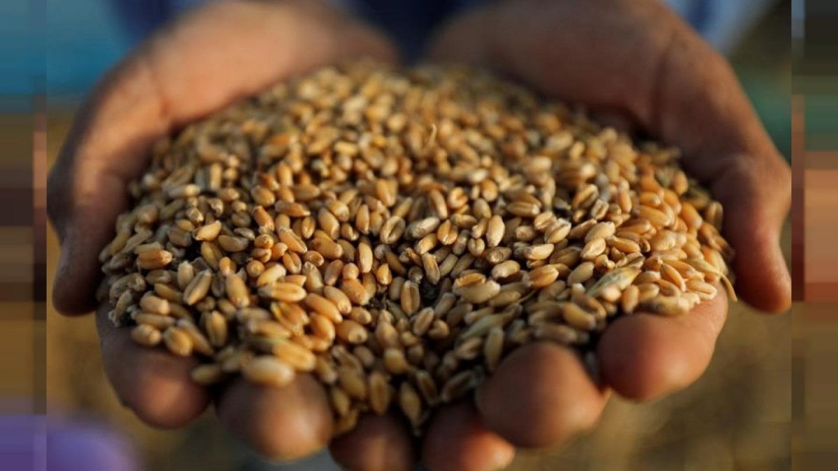 عاجل| هيئة السلع التموينية تطرح مناقصة دولية لشراء كمية غير محددة من القمح الأوروبي