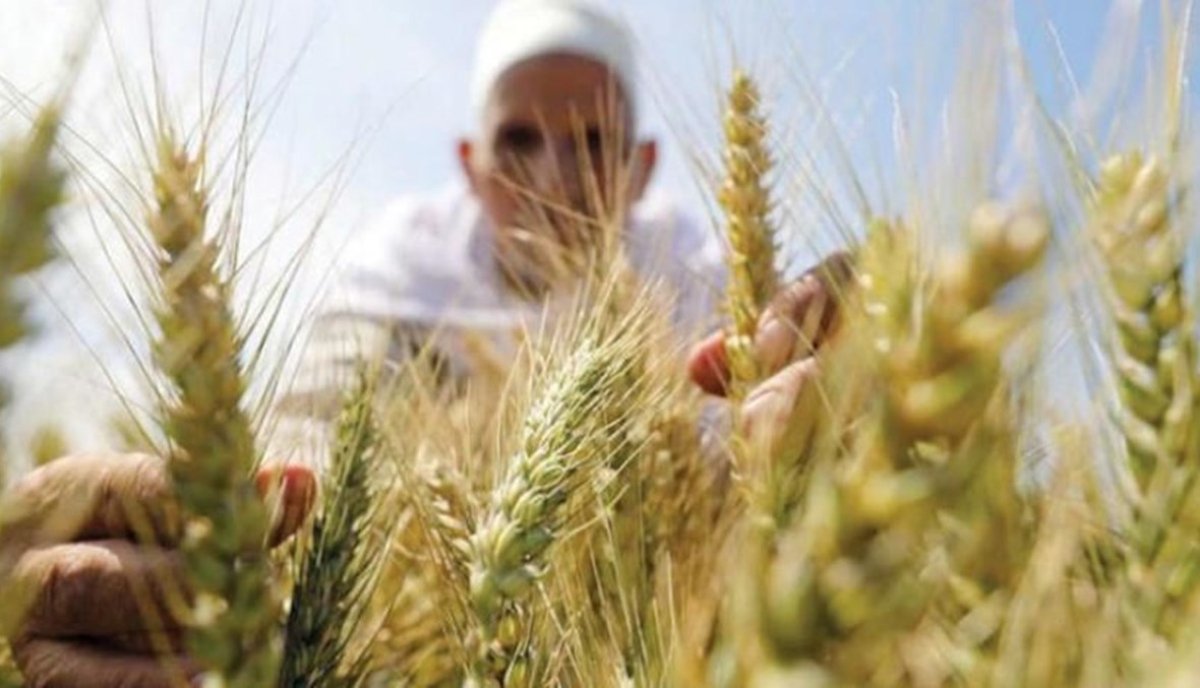 «المركز الإعلامي لمجلس الوزراء»: توقعات بوصول إنتاج القمح إلى 10 ملايين طن