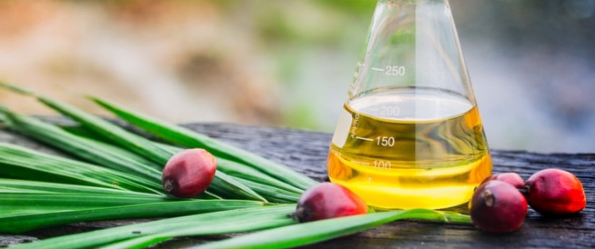 الطن يصل إلى 777 دولارا.. انخفاض حاد في سعر زيت النخيل