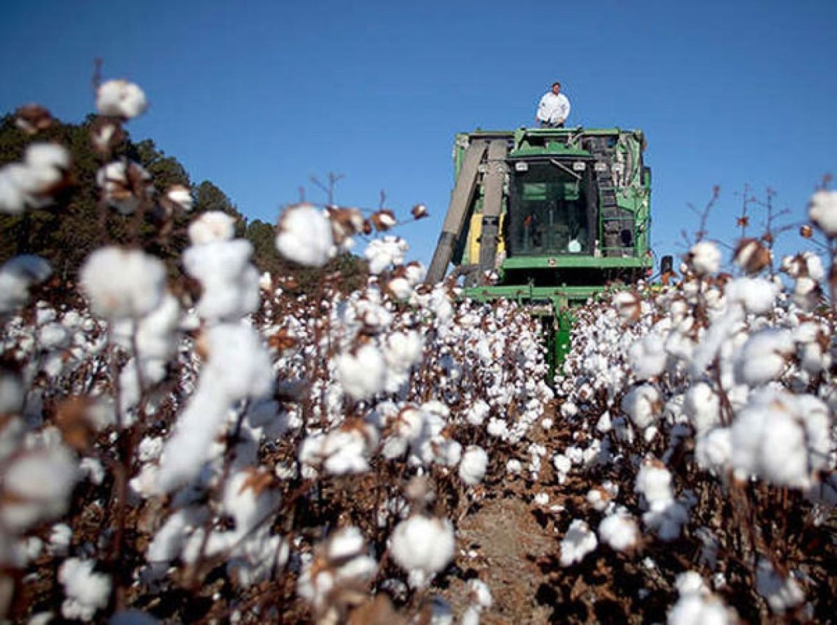 اسعار القطن اليوم الاربعاء 1 – 11 - 2022