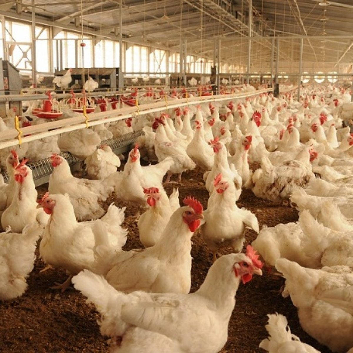 اتحاد الدواجن: 8 شركات دواجن تبدأ التوريد لوزارة التموين