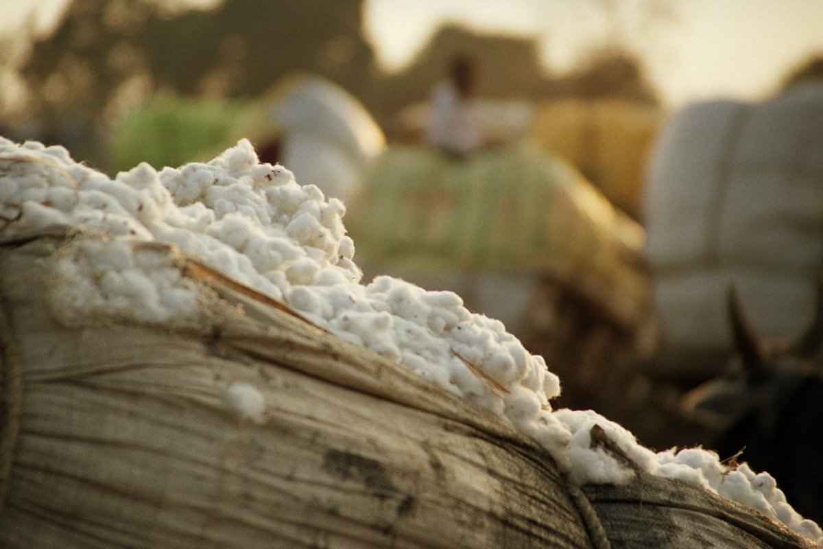 بكمية 14780 قنطاراً.. 12 كياناً تفوز بمزاد أقطان محافظة الفيوم