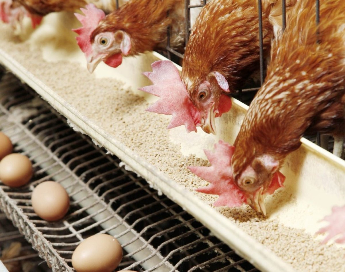 تعرف علي أسعار الدواجن اليوم 1 مارس 