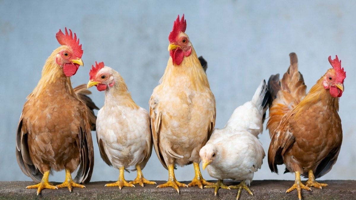 خلال الفترة المقبلة.. تعرف علي مقترحات شعبة الدواجن لضبط أسعار الفراخ