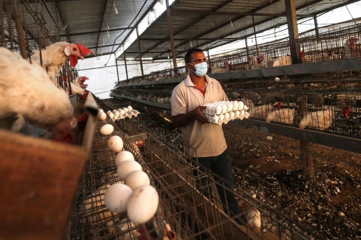 تعرف علي أسعار الدواجن الأحد 5 مارس 