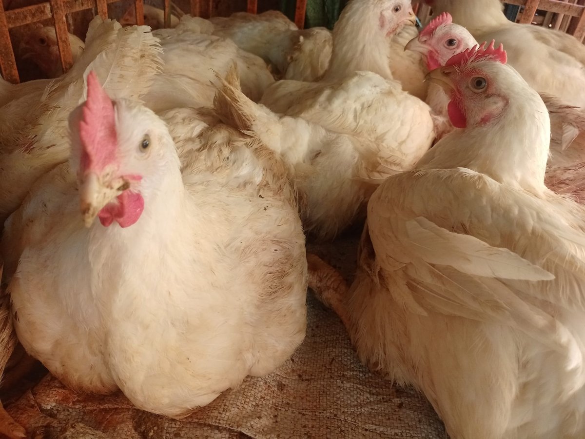 أسعار الدواجن اليوم الأربعاء 8 مارس