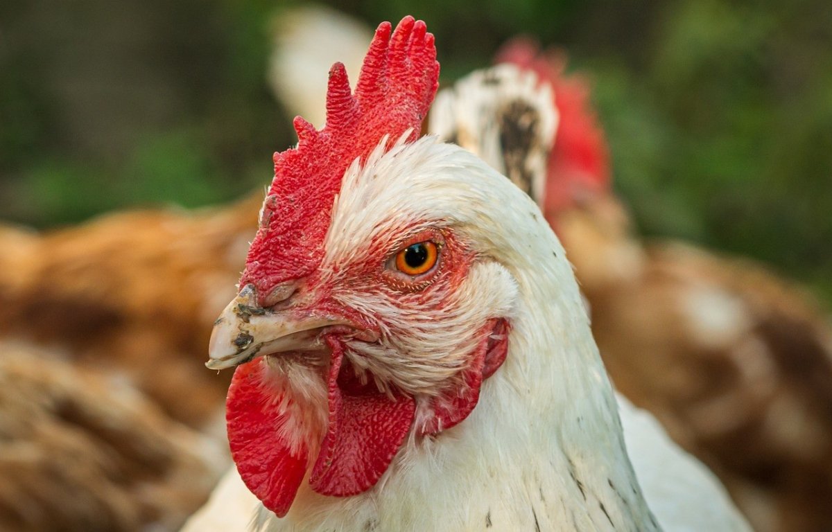 تعرف على أسعار الدواجن اليوم الأحد 19 مارس 2023