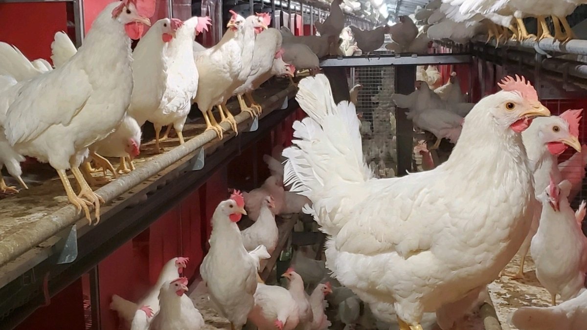 تعرف علي أسعار الدواجن اليوم 20 مارس 2023