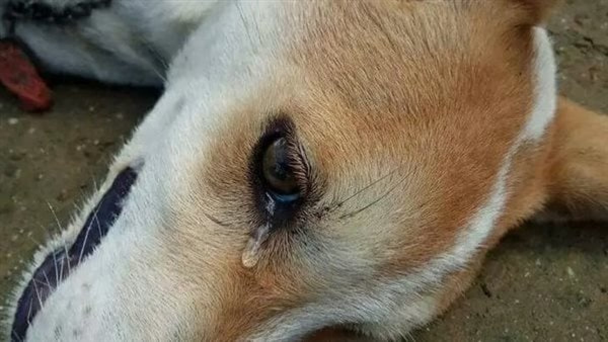 ضبط المتهم بتقطيع جسد كلب بساطور في المقطم 