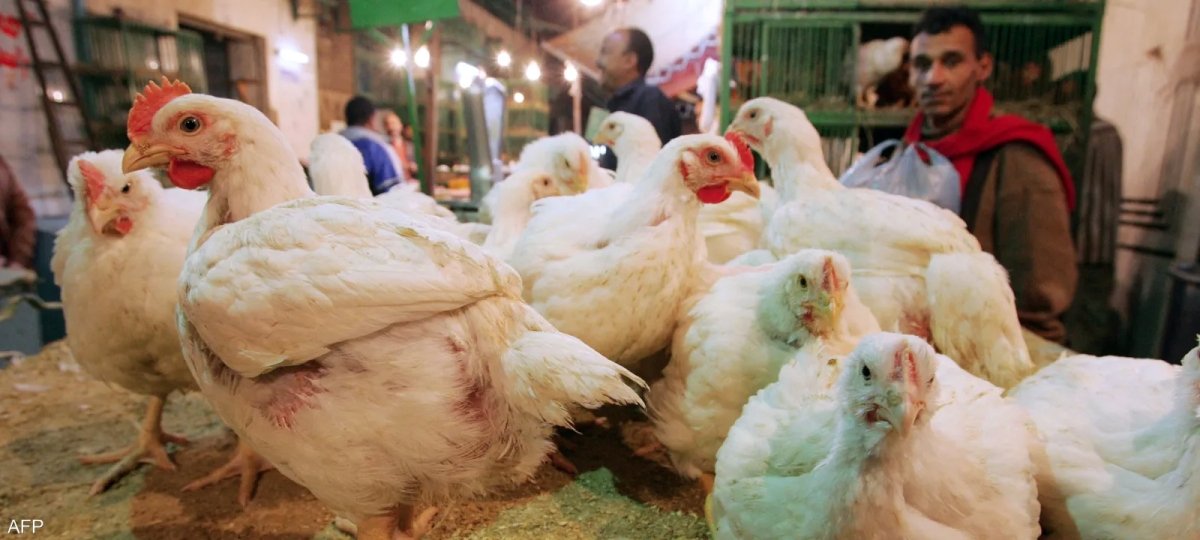 أسعار الدواجن اليوم السبت 25 مارس 2023 