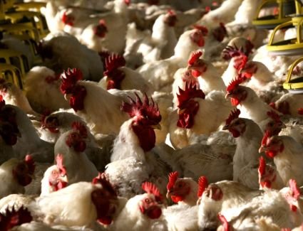 أسعار الدواجن اليوم  28-3-2023