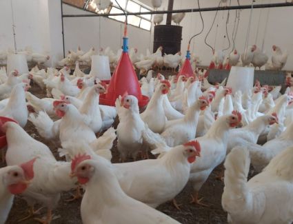 أسعار الدواجن اليوم الخميس 30-3-2023