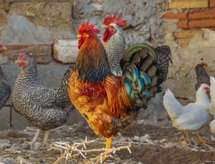 أسعار الدواجن اليوم السبت 1-4-2023