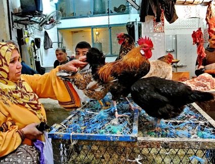 أسعار الدواجن بالأسواق اليوم الأحد 2-4-2023