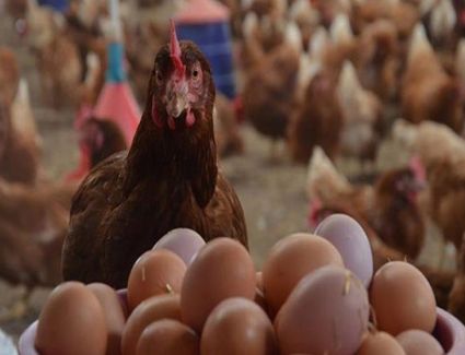 أسعار الدواجن اليوم الأثنين 3-4-2023