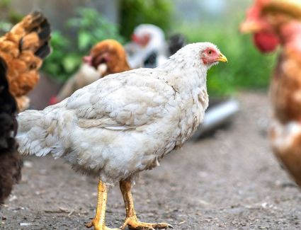 أسعار الدواجن اليوم الثلاثاء 4-4-2023