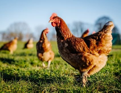 أسعار الدواجن اليوم الأربعاء 5-4-2023