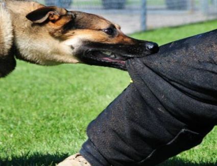 واقعة أميرة شنب تعود من جديد.. كلب يعقر محاسب وشقيقه  بالجيزة